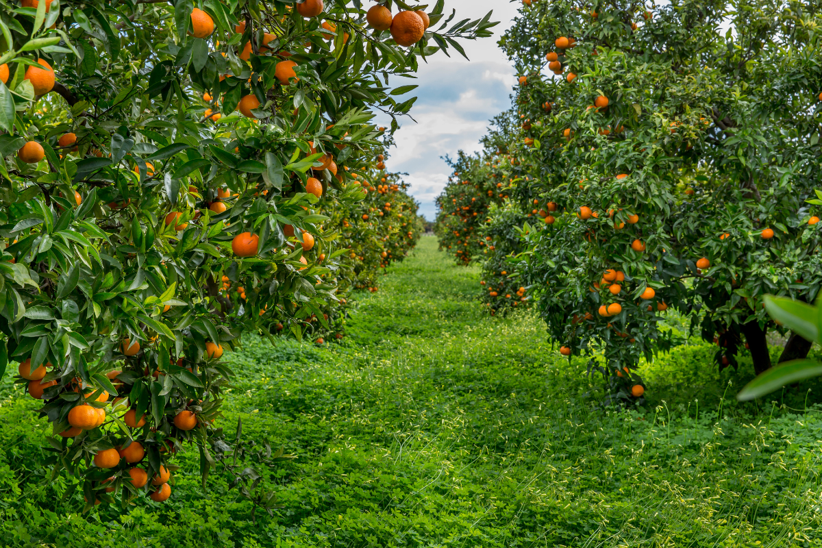 L’Hort de la Sínia
