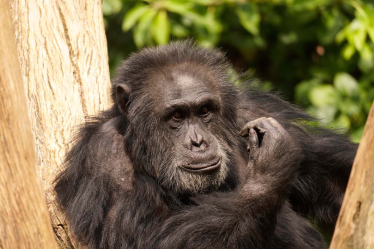 BIOPARC Fuengirola