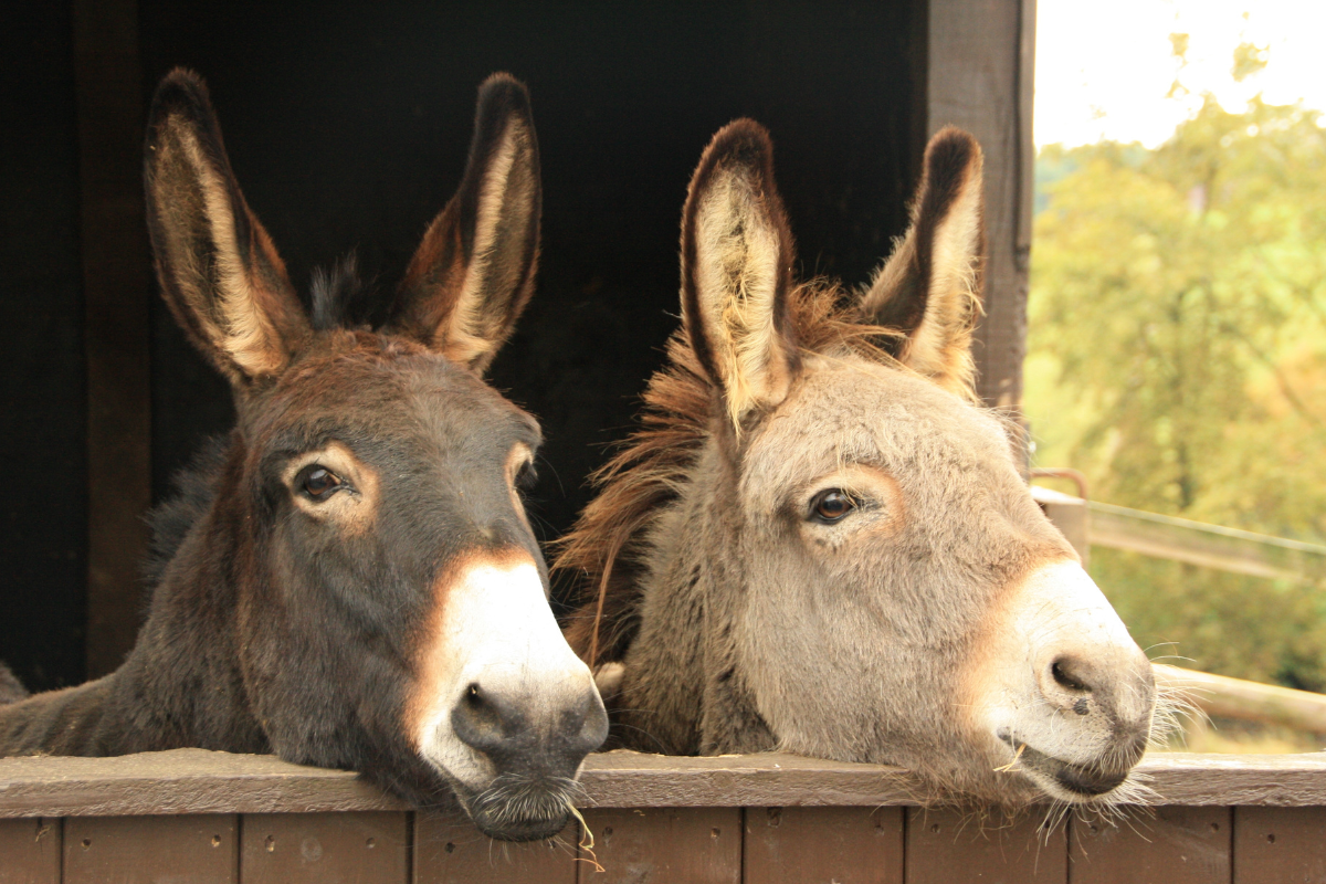 Rucs de la Serrelada
