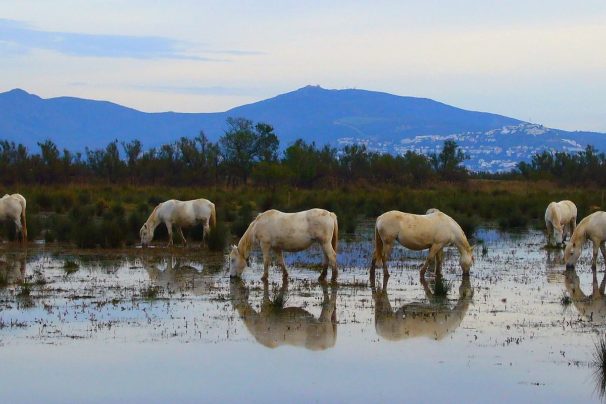 SORBUS, Educación ambiental