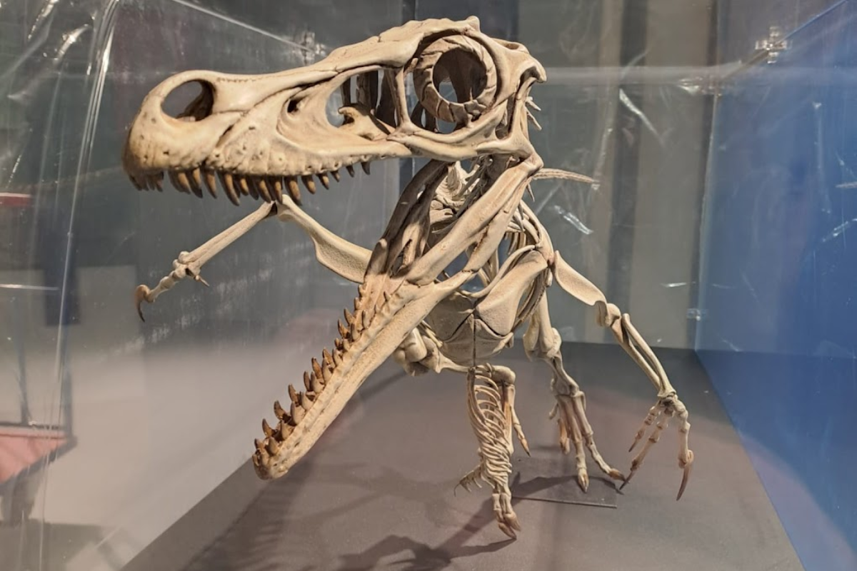 Parc Cretaci El Museu de la Conca Dellà