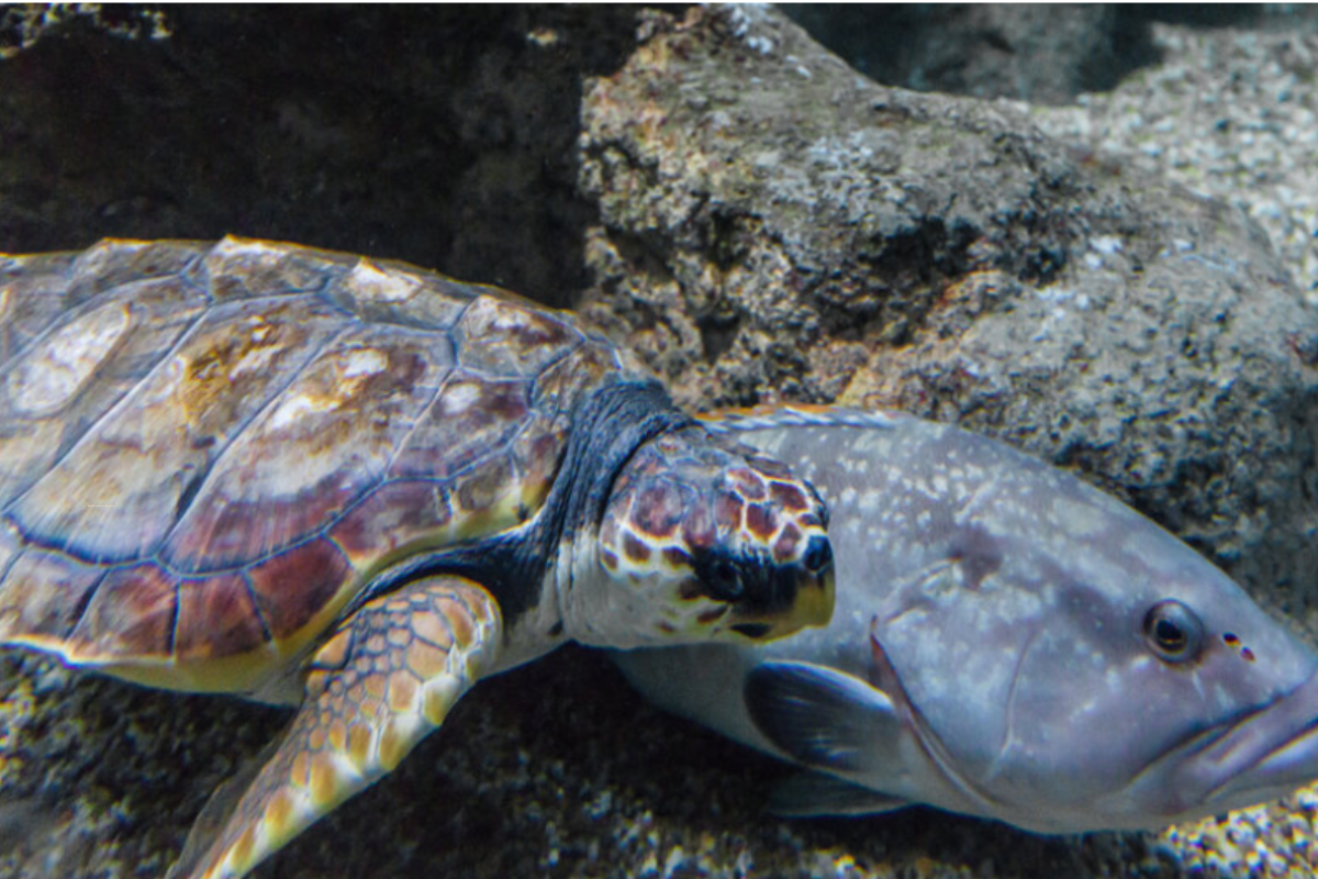 Acuario Costa de Almería