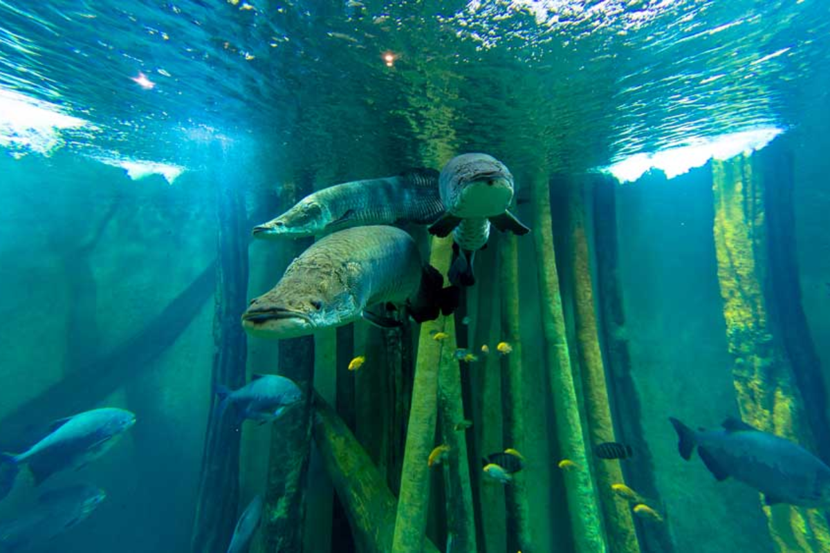 Acuario de Zaragoza